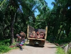 Sektor Kelapa Sawit Bengkulu Sumbang Pajak Rp457 Miliar