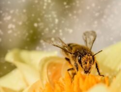 Study Shows Decline in Bee Populations Poses Threat to Global Food Supply