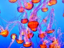 Scientists Discover New Species of Deep-Sea Jellyfish in Mariana Trench