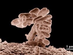 WHO Declares New Strain of Flu Virus as Global Health Emergency