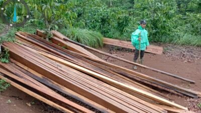 Tim KPHL Bengkulu Ungkap Puluhan Kubik Kayu Ilegal di Hutan Lindung Bukit Daun