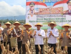 Kapolda Bengkulu Panen Jagung Bhayangkara Merah Putih, Sebagai Wujud Sinergitas Polda Bengkulu bersama Pemda Provinsi Bengkulu dan PT YKB Merah Putih