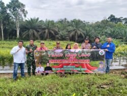BUMDes Tanjung Sakti Desa Kelindang  Panen Raya Cabai 