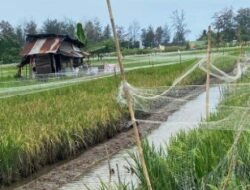 Tergenang Air Asin, Puluhan Hektar Sawah di Rawa Makmur terancam Gagal Panen