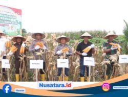 Kapolri Pimpin Panen Raya Jagung Serentak via Zoom, Polres Simalungun Panen 12 Hektar