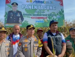 Kapolresta Bengkulu Pimpin Panen Raya Jagung, Kuartal I 2026, Polresta Bengkulu Hasilkan 5 Ton di Kampung Melayu