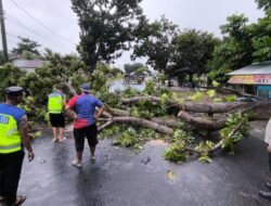 Polresta Bengkulu Evakuasi Pohon Tumbang Halangi Jalan