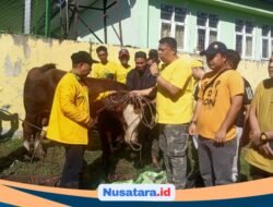 Golkar DPRD Provinsi Bengkulu Tebar Daging Kurban, 5 Sapi dan 1 Kambing Dibagikan untuk Warga