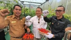 Green House IoT Kepahiang Mulai Panen Cabai
